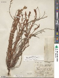 Oenothera hartwegii subsp. pubescens image