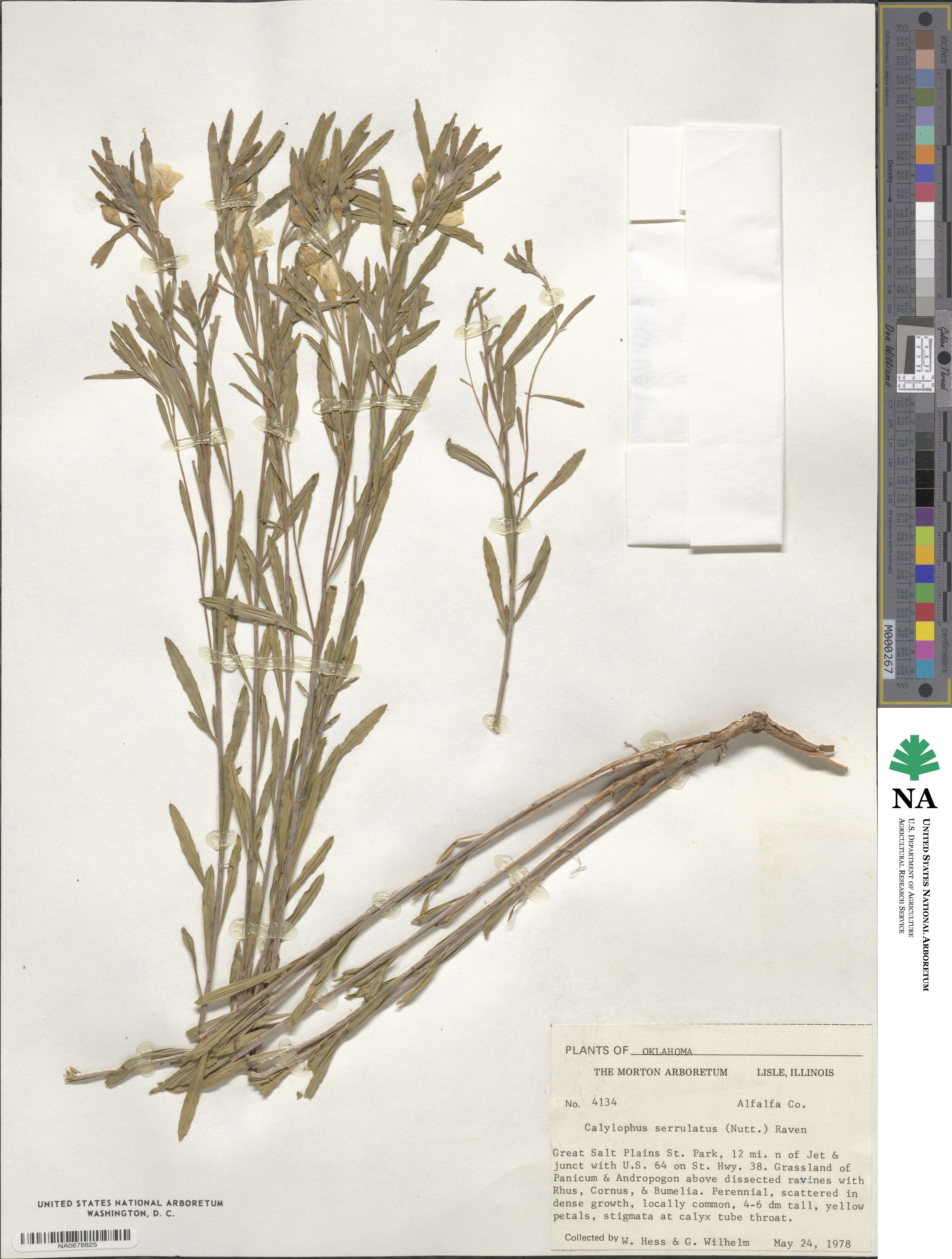 Calylophus serrulatus image