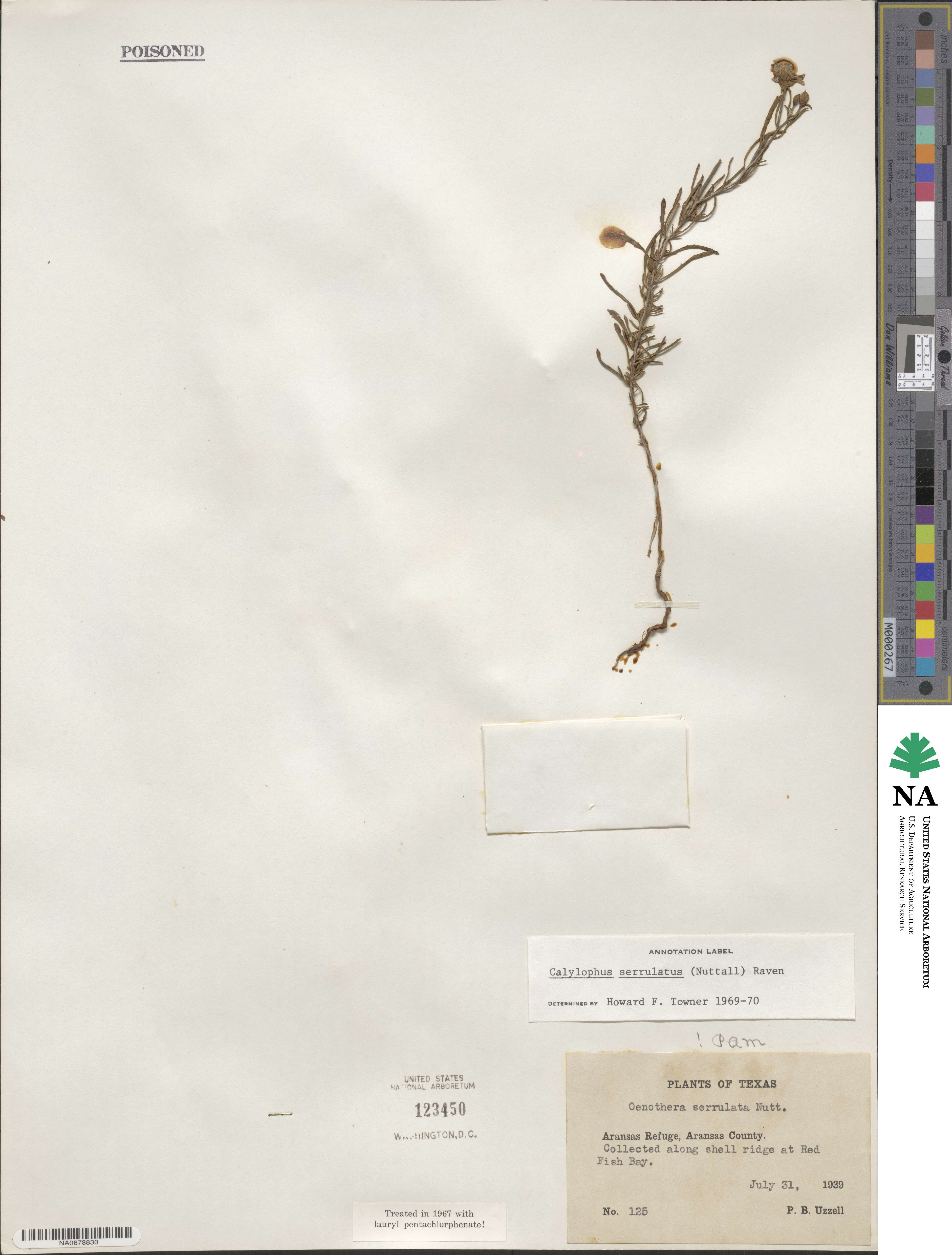 Calylophus serrulatus image