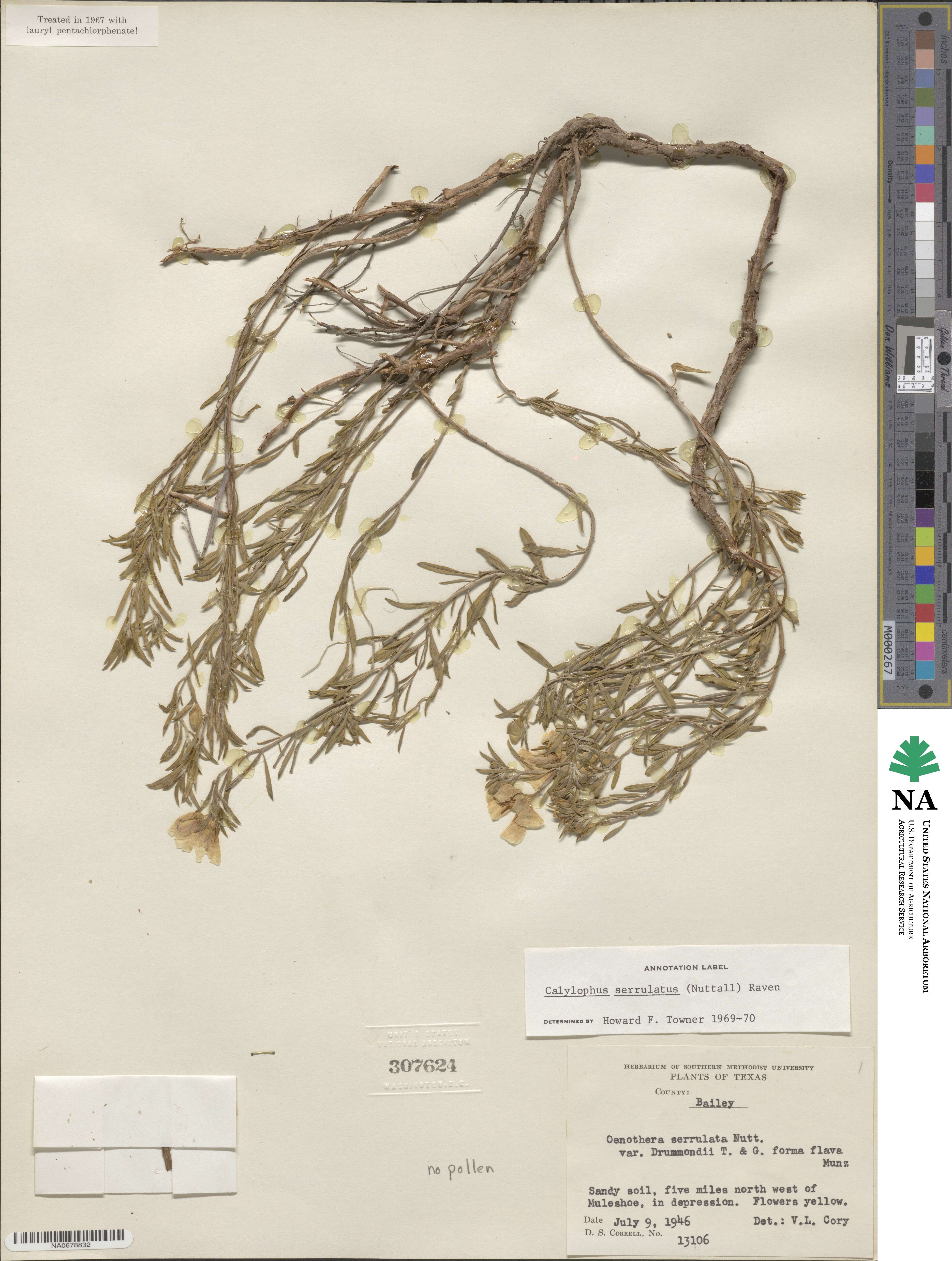 Calylophus serrulatus image