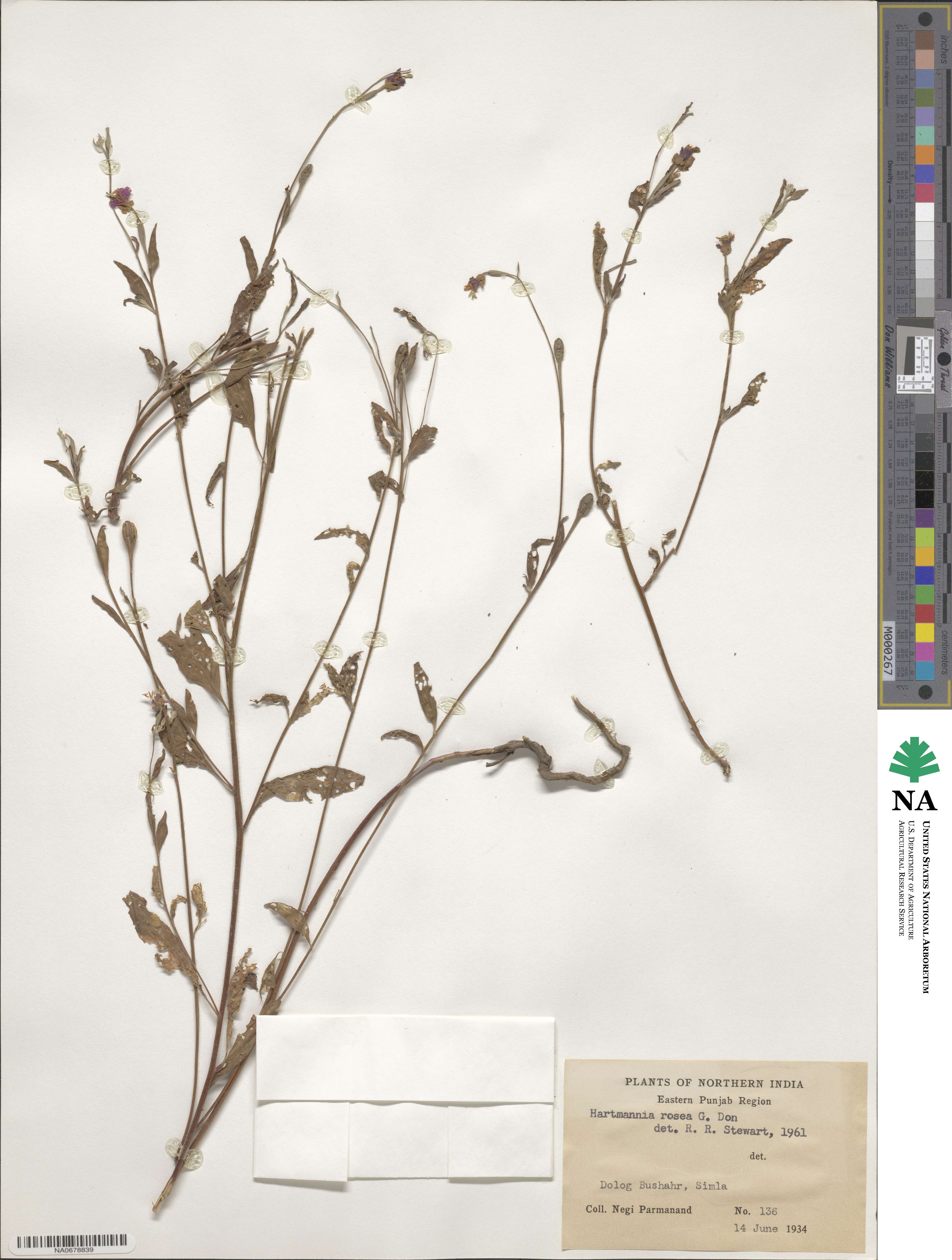 Oenothera rosea image