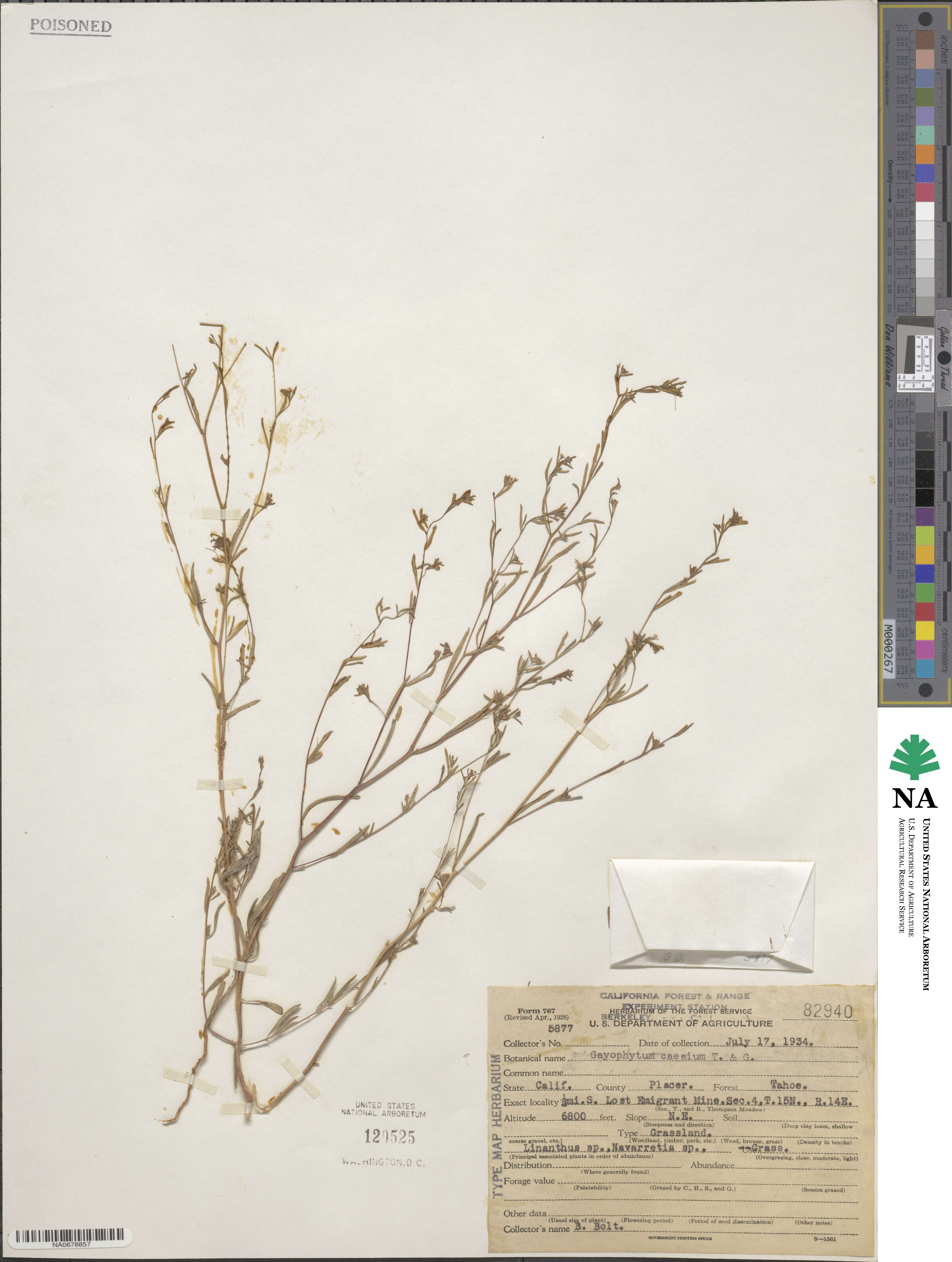 Gayophytum racemosum image