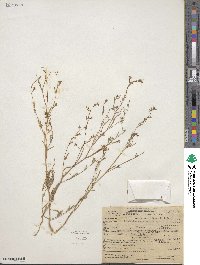 Gayophytum racemosum image