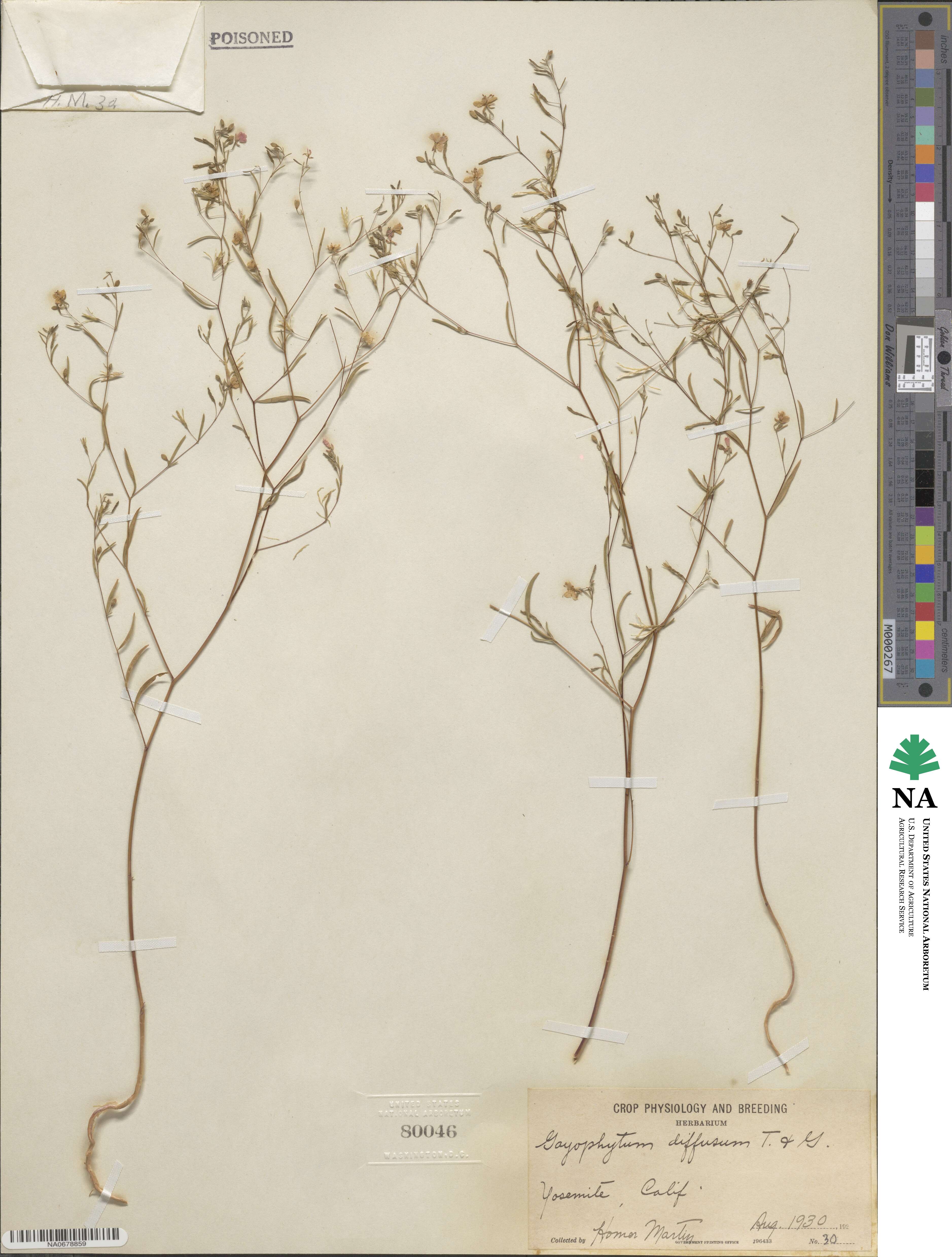 Gayophytum diffusum image