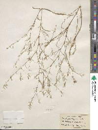 Gayophytum diffusum image