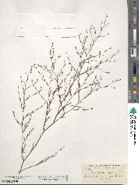 Gayophytum diffusum image