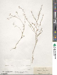 Gayophytum diffusum image
