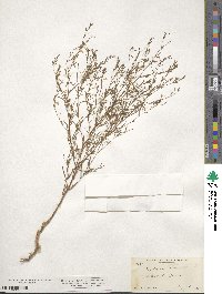 Gayophytum diffusum image