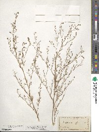 Gayophytum diffusum image