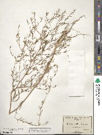 Gayophytum diffusum image