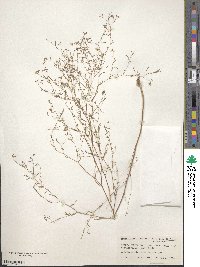 Gayophytum diffusum image