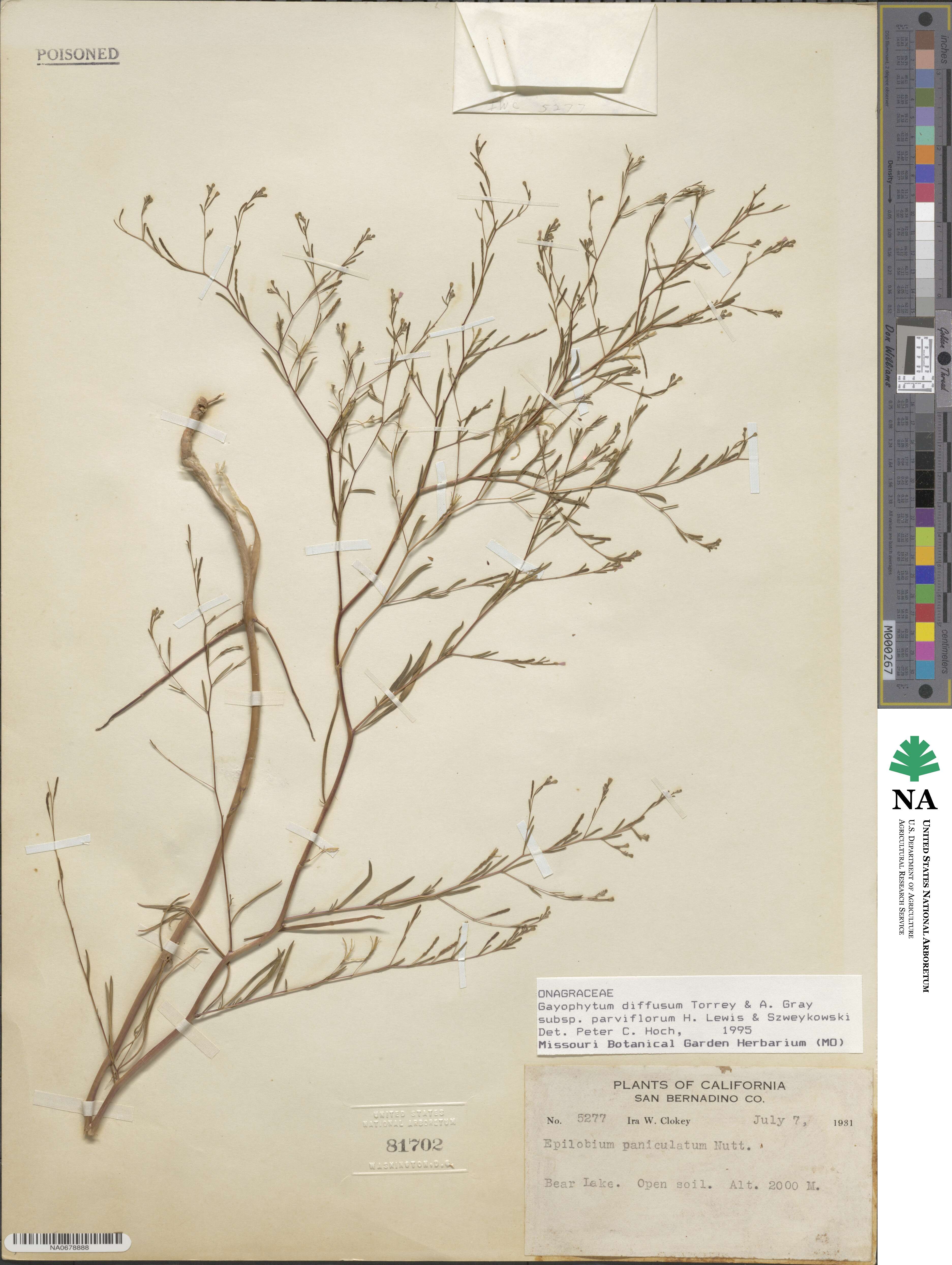 Gayophytum diffusum subsp. parviflorum image