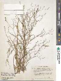 Gayophytum diffusum subsp. parviflorum image