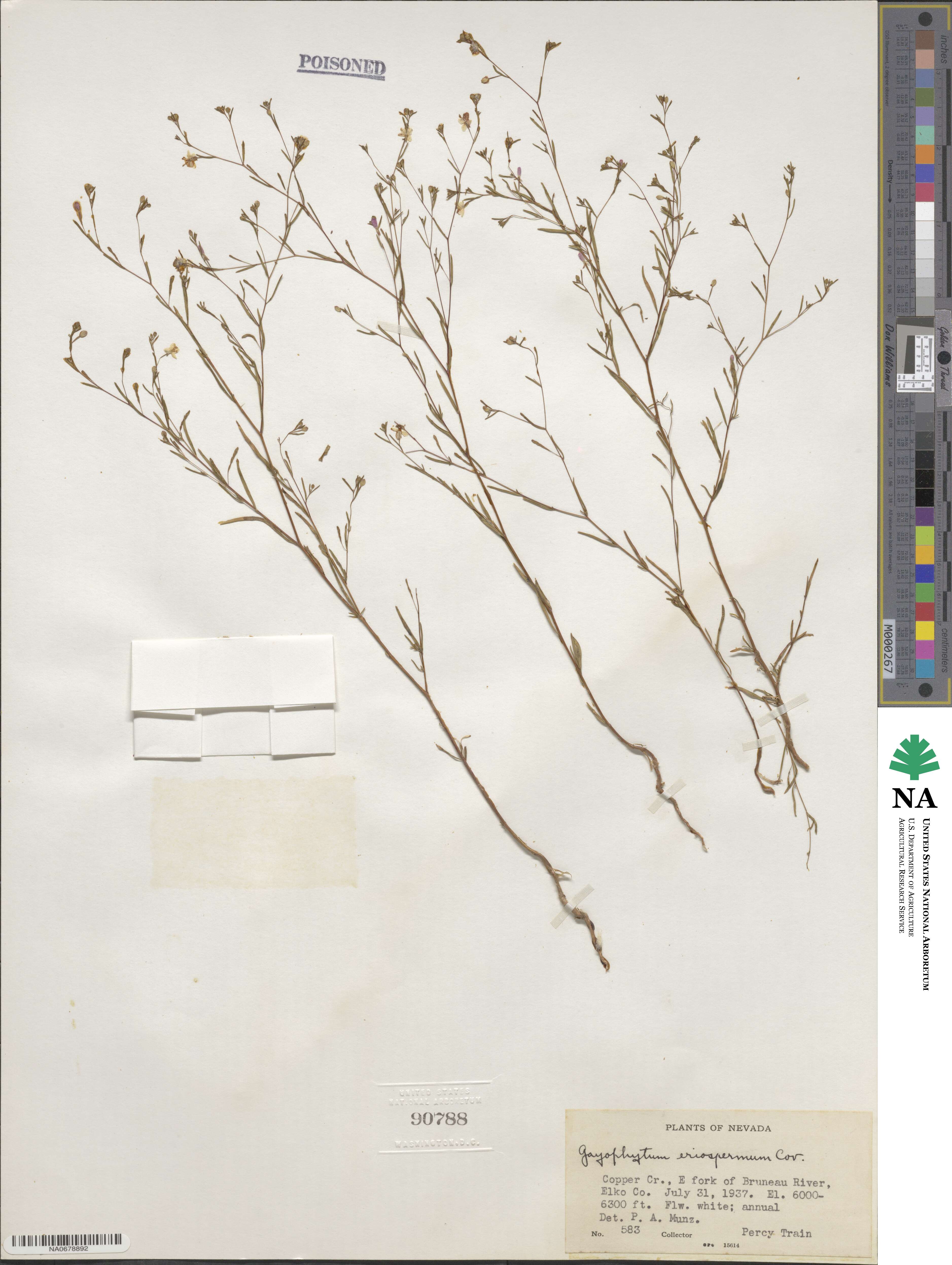 Gayophytum eriospermum image