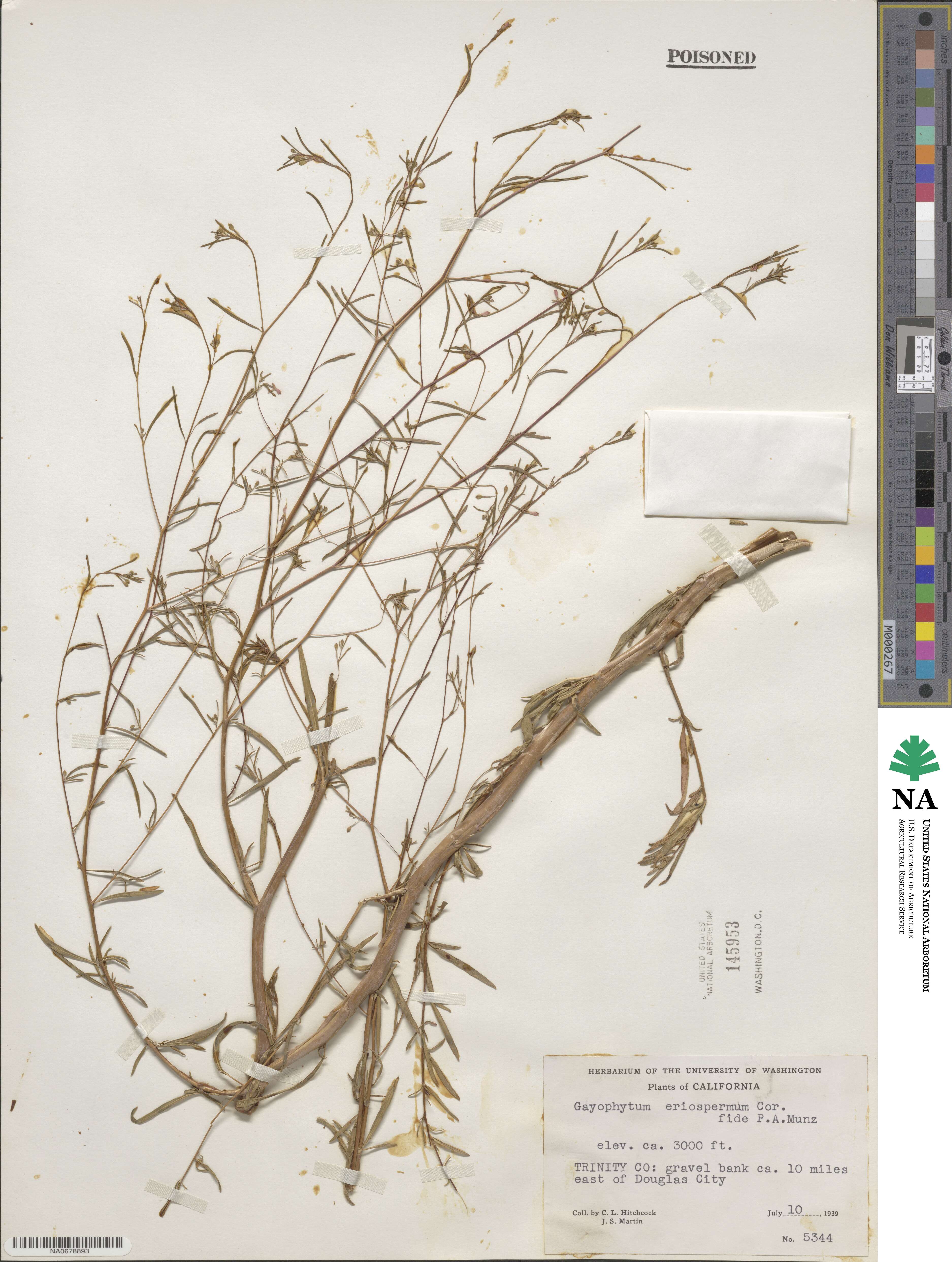 Gayophytum eriospermum image