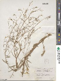 Gayophytum eriospermum image