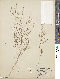 Gayophytum racemosum image