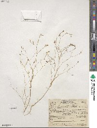 Gayophytum humile image