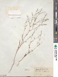 Gayophytum humile image