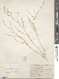 Gayophytum humile image