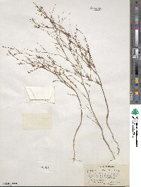 Gayophytum humile image