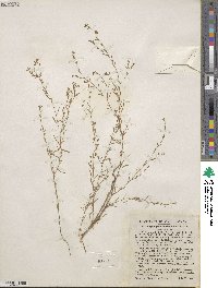 Gayophytum humile image