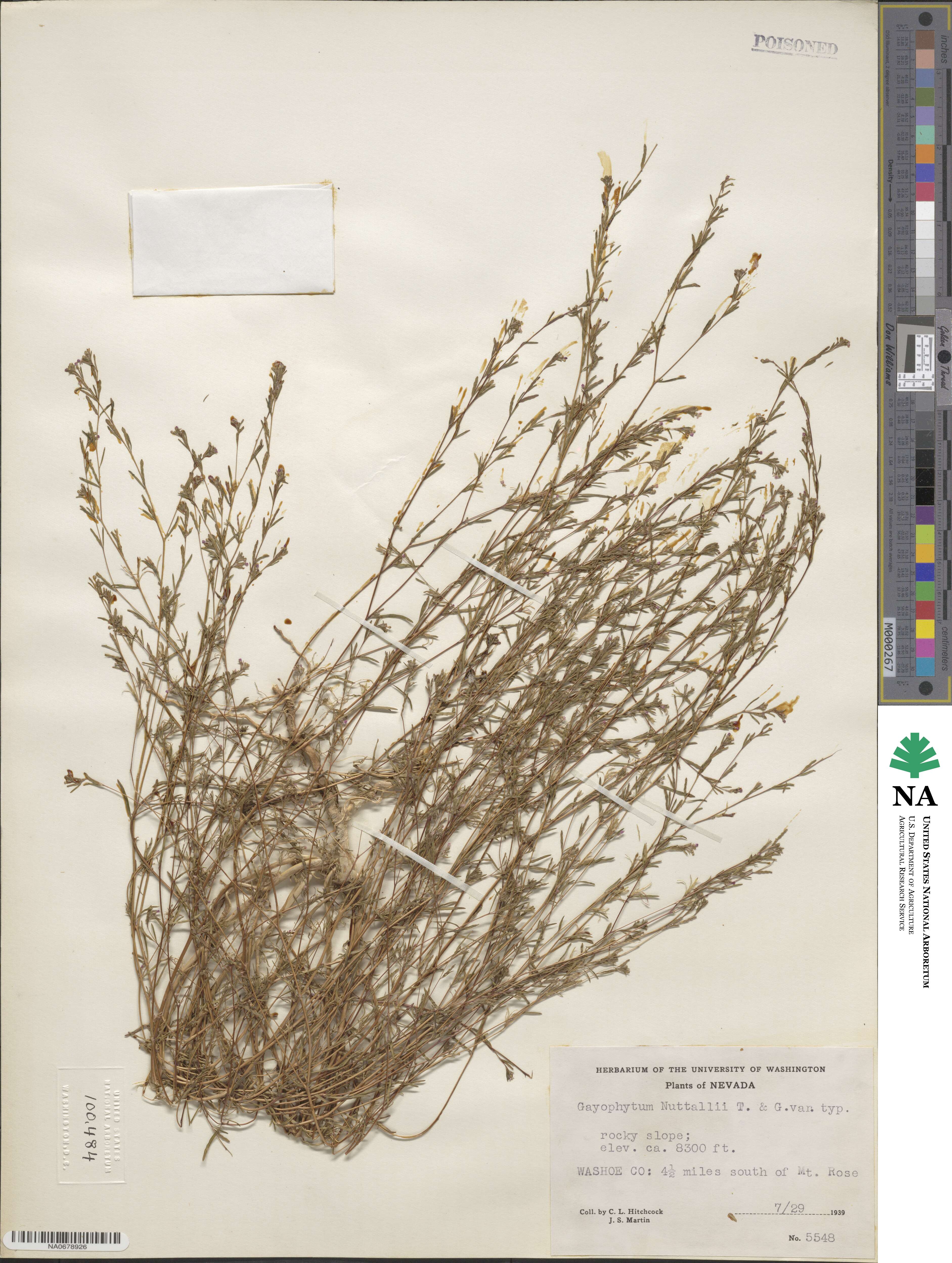 Gayophytum humile image