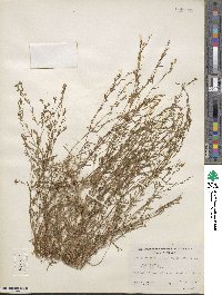 Gayophytum humile image