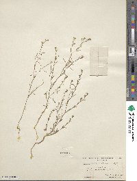 Gayophytum diffusum subsp. parviflorum image