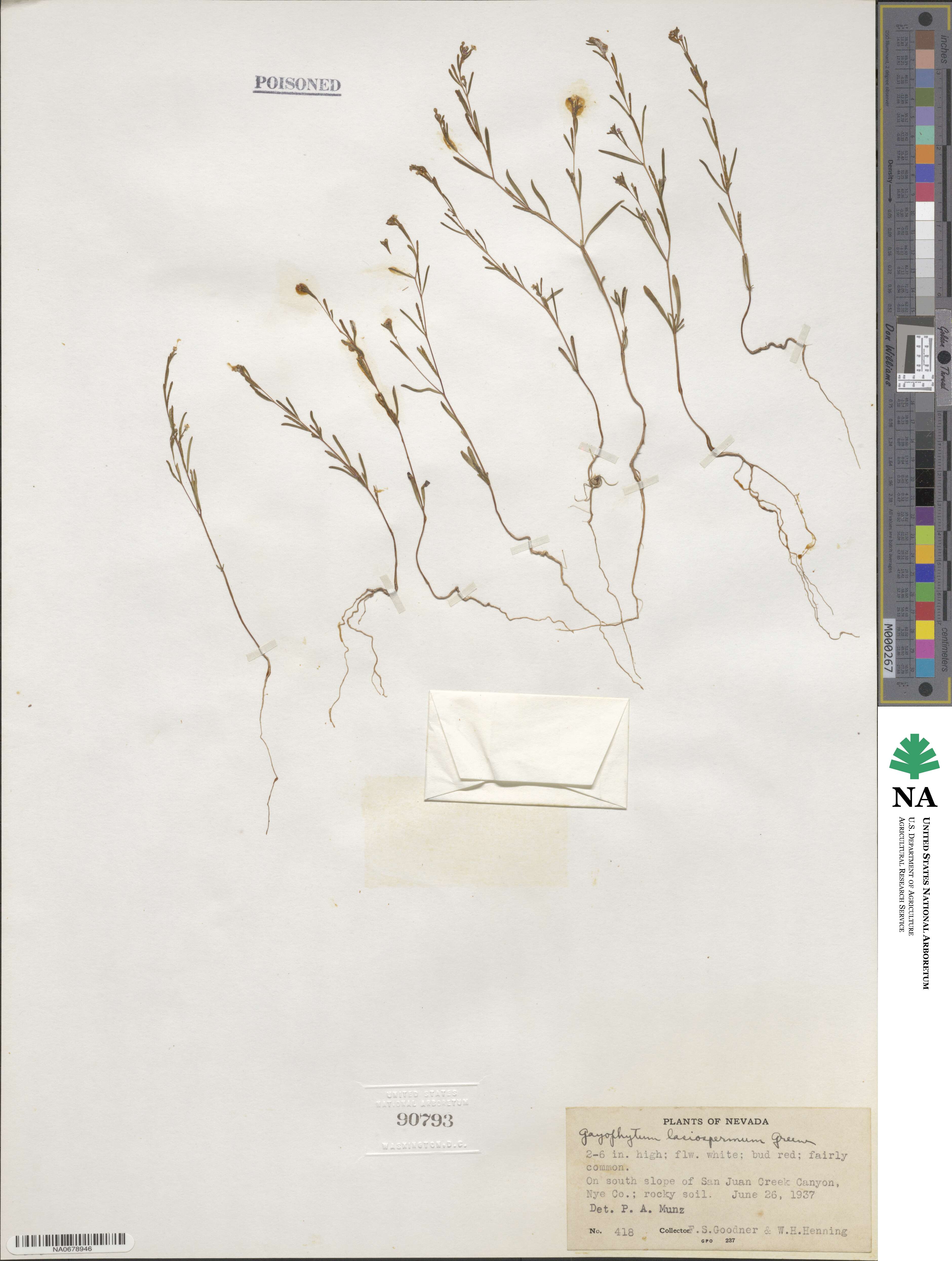 Gayophytum diffusum subsp. parviflorum image