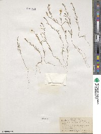 Gayophytum diffusum subsp. parviflorum image