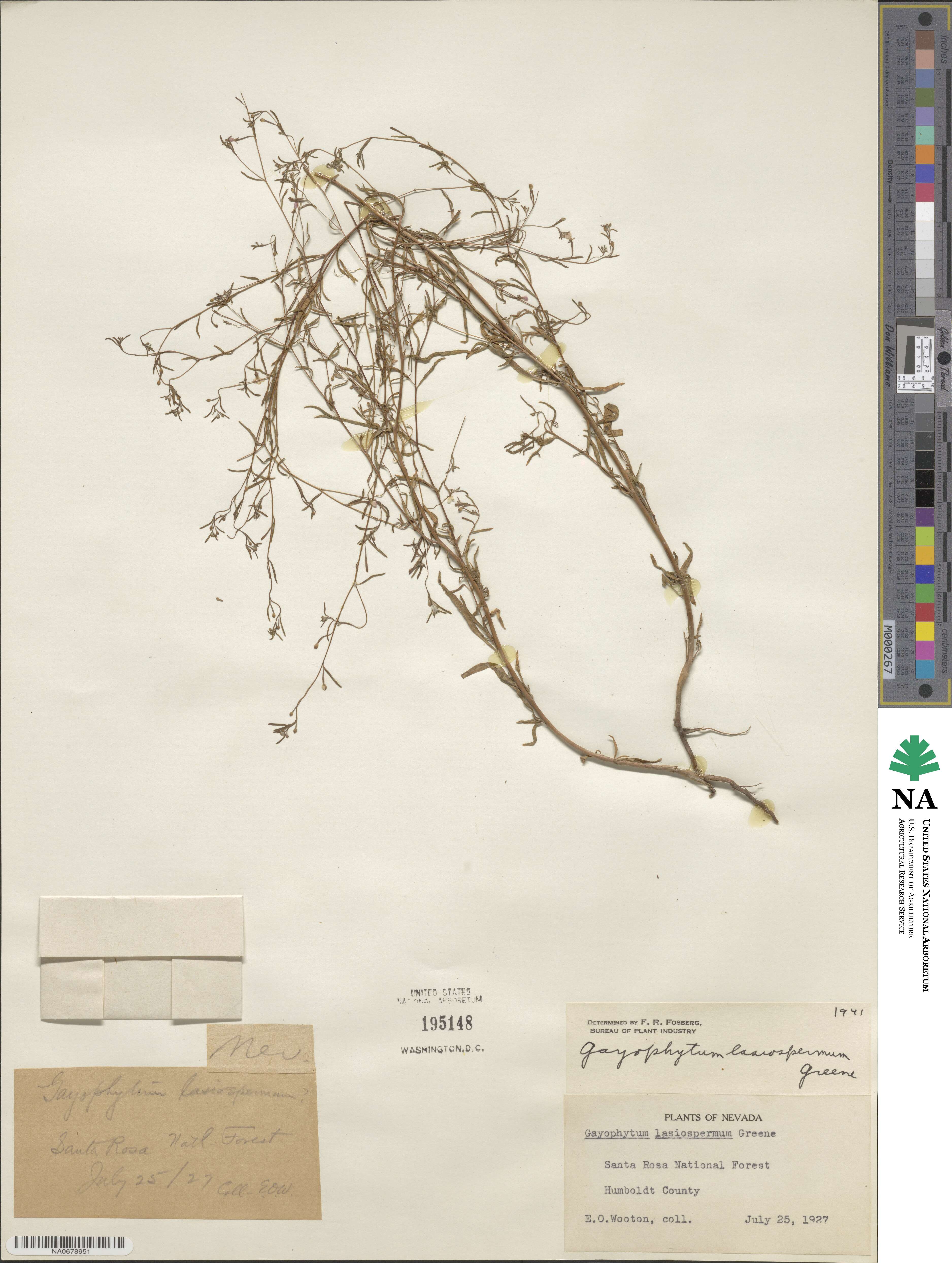Gayophytum diffusum subsp. parviflorum image