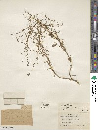 Gayophytum diffusum subsp. parviflorum image