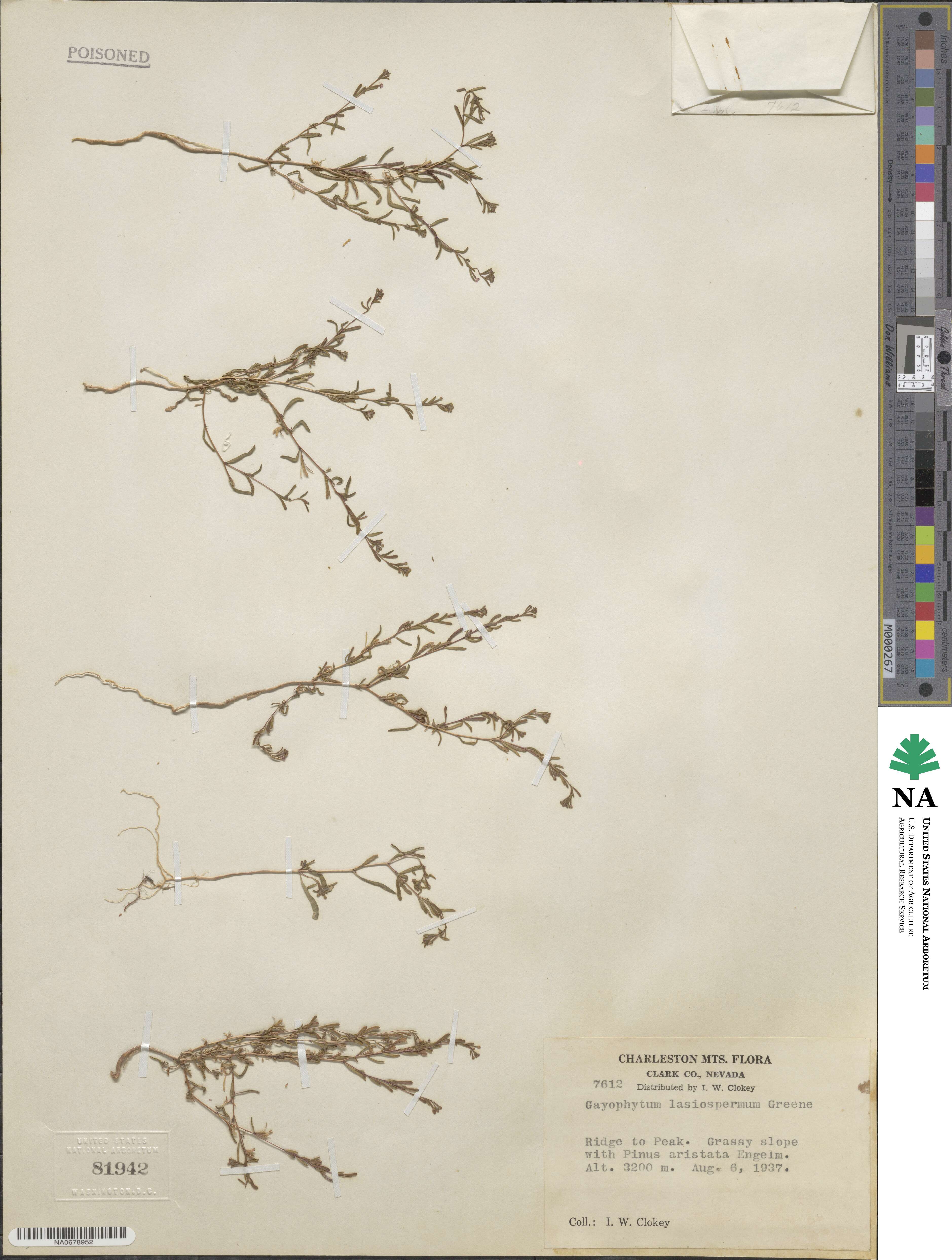 Gayophytum diffusum subsp. parviflorum image