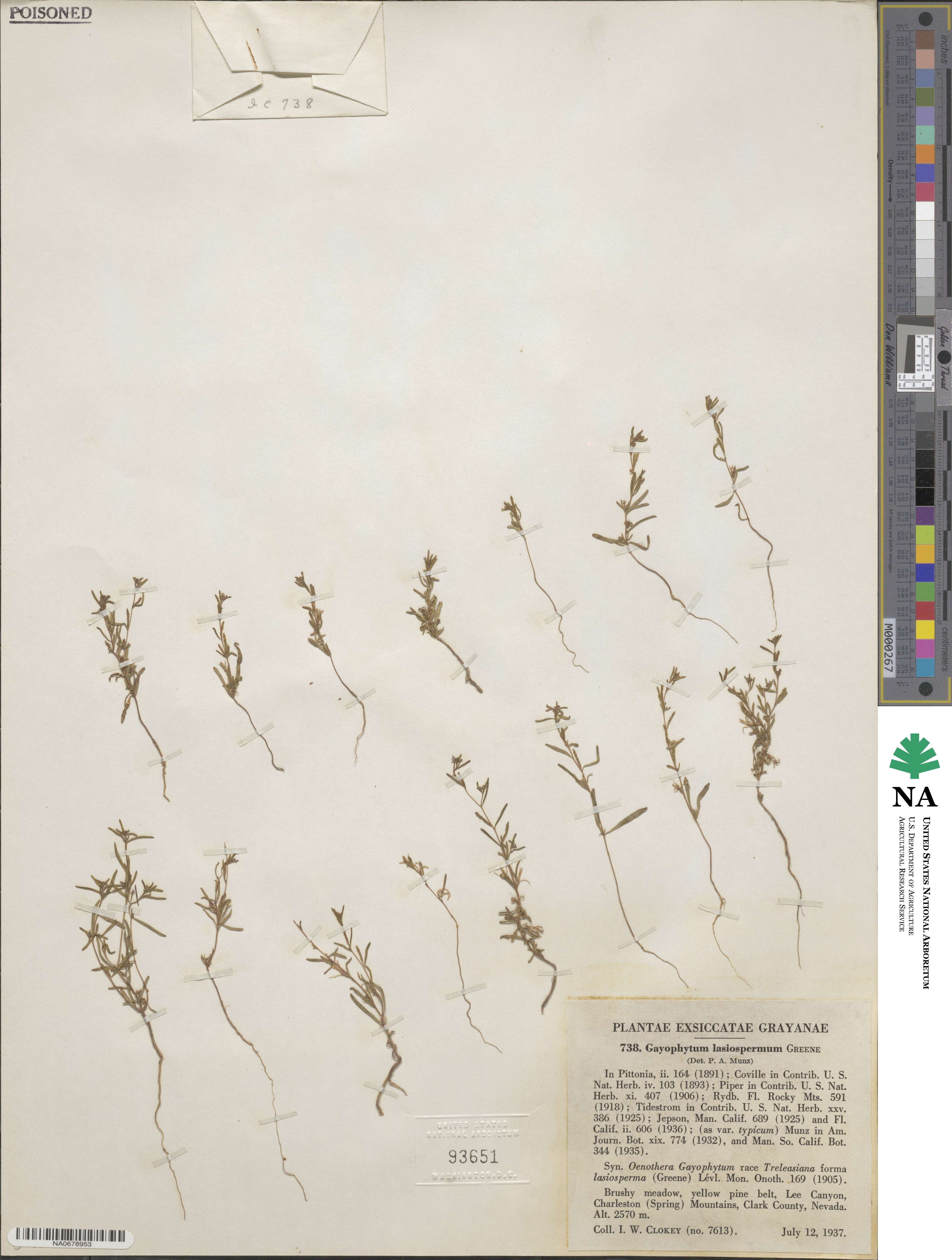 Gayophytum diffusum image