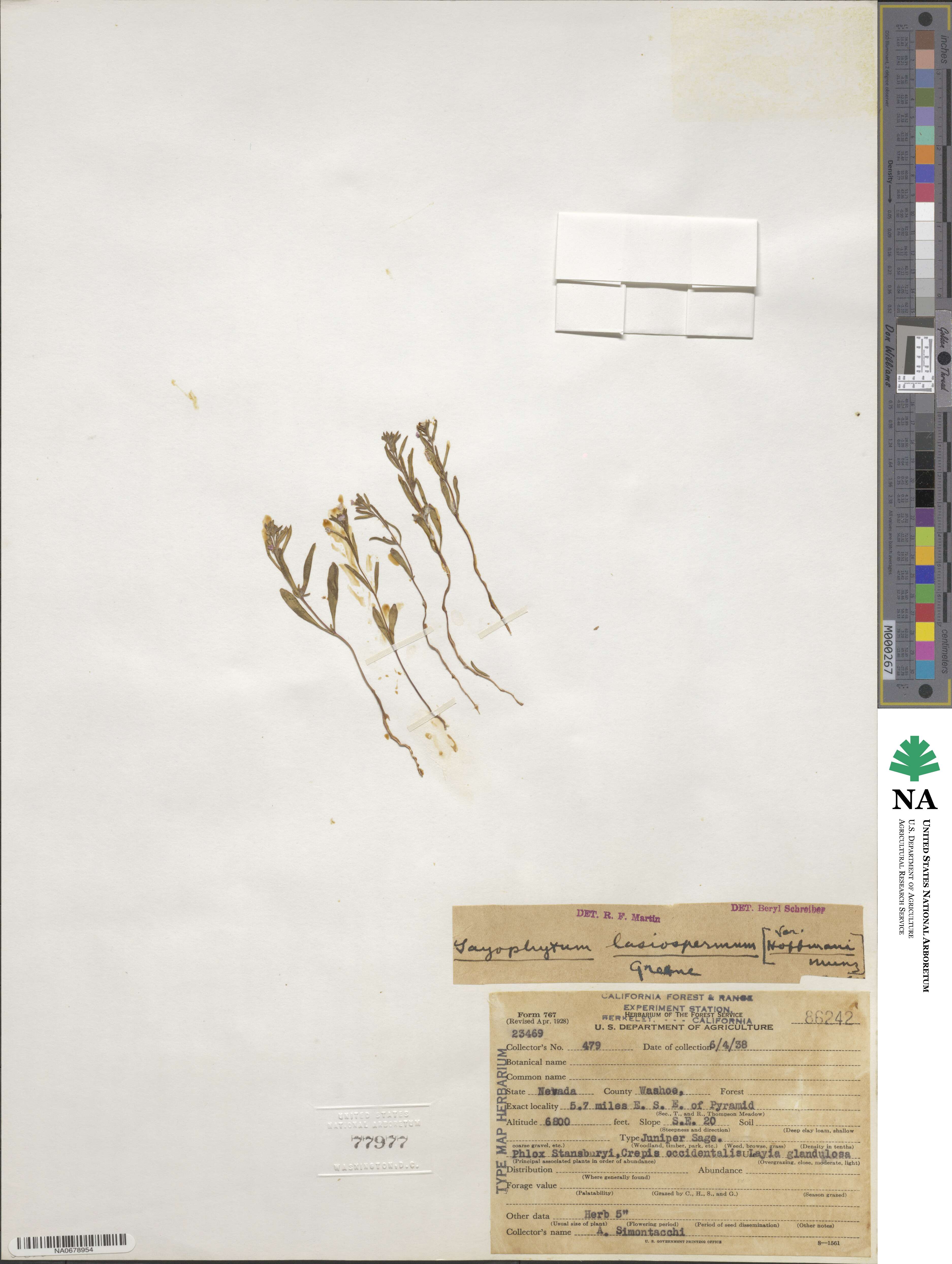 Gayophytum diffusum subsp. parviflorum image