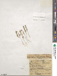 Gayophytum diffusum subsp. parviflorum image