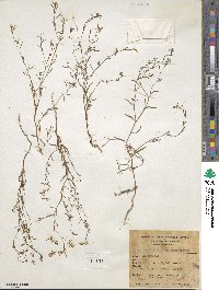 Gayophytum diffusum subsp. parviflorum image