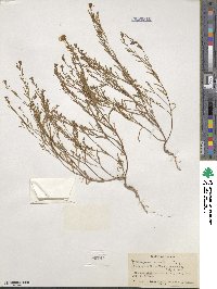 Gayophytum racemosum image