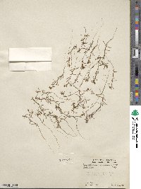 Gayophytum racemosum image