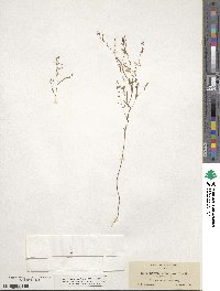 Gayophytum racemosum image