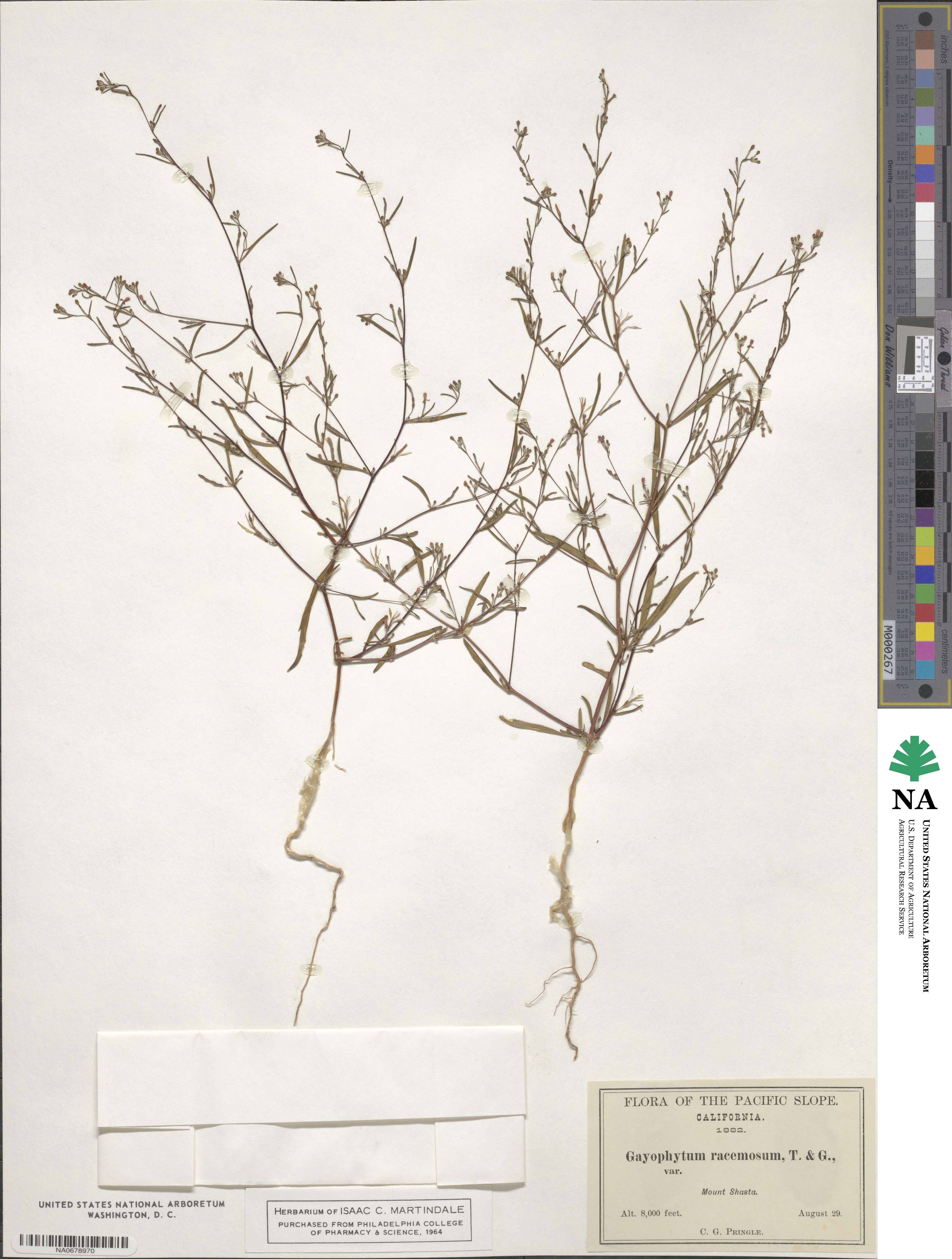 Gayophytum racemosum image