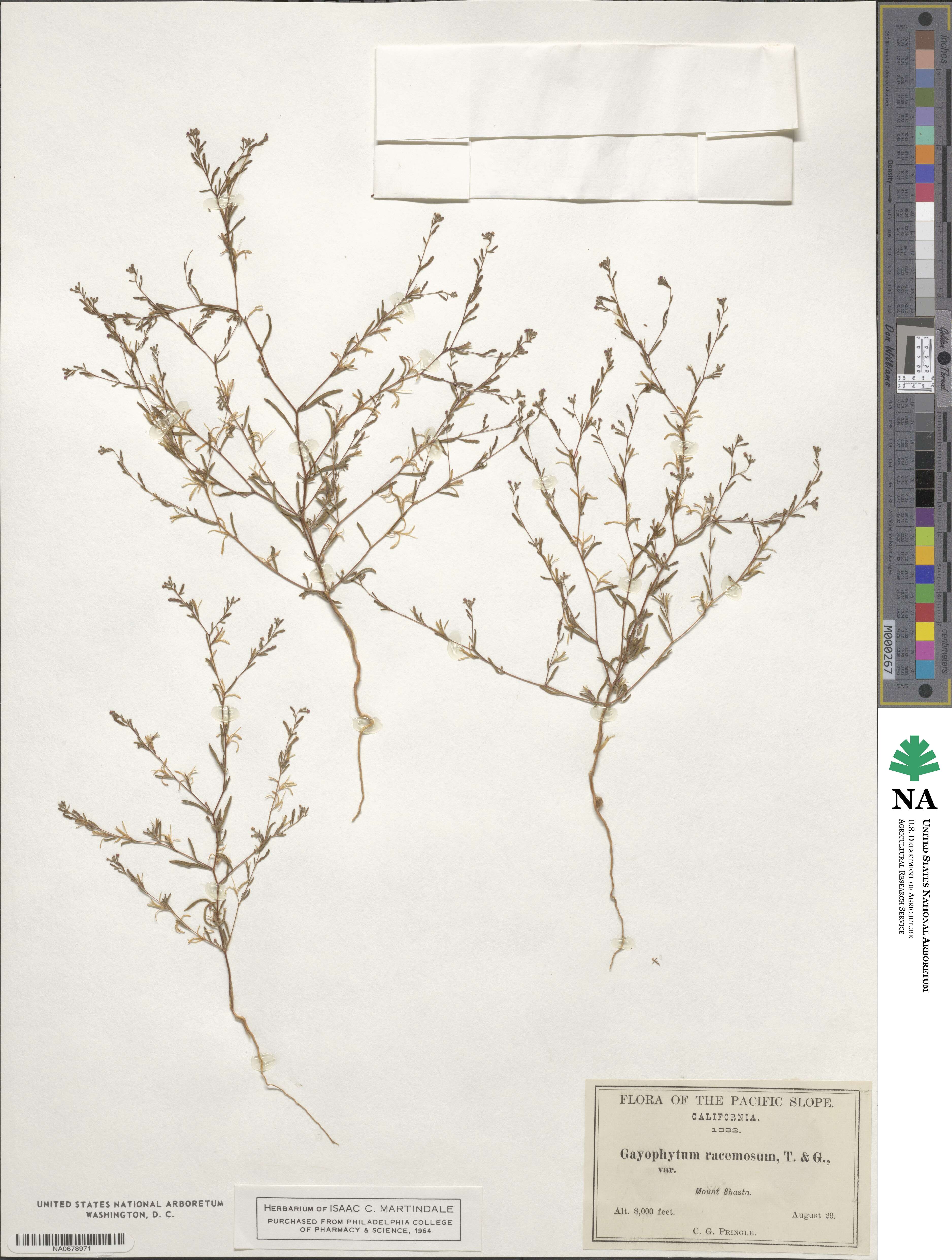 Gayophytum racemosum image