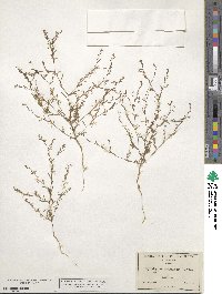 Gayophytum racemosum image