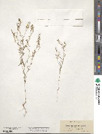 Gayophytum racemosum image