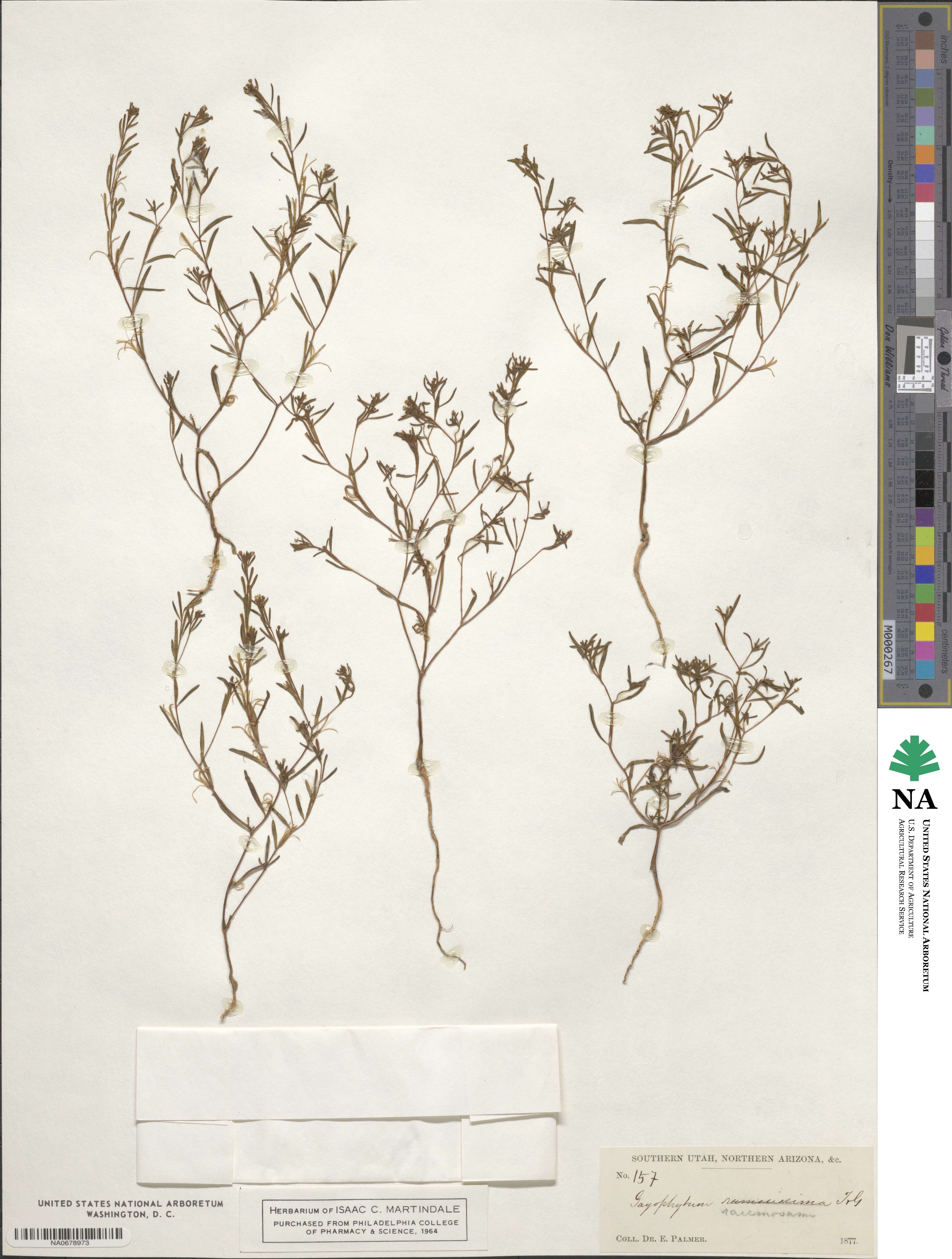 Gayophytum racemosum image