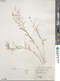 Gayophytum ramosissimum image