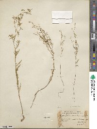 Gayophytum ramosissimum image