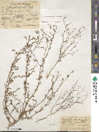 Gayophytum ramosissimum image