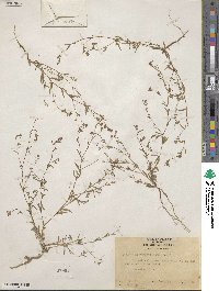 Gayophytum ramosissimum image